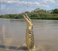 Jumping Crocodile